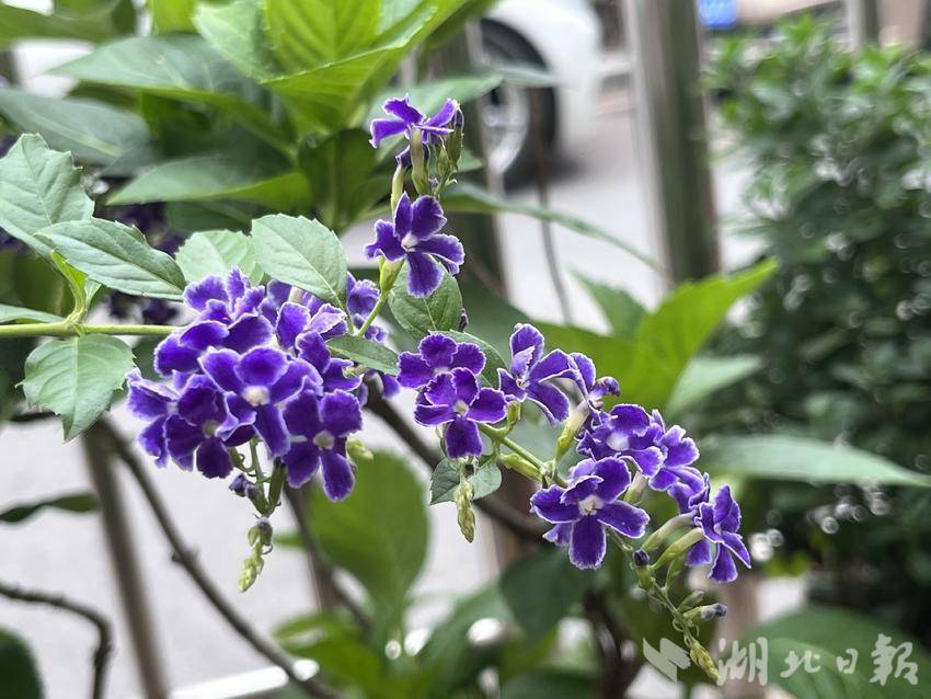 银河手机版